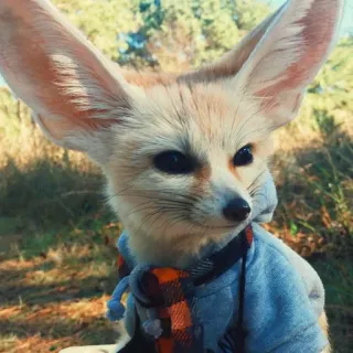 🦊 whatsapp sticker