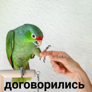 🤝 договорились นกแก้ว, มือ, ข้อตกลง, นก, สัตว์ telegram sticker