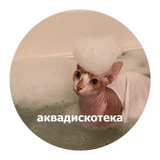 🥳 аквадискотека kat, bad, bubbel, naakt, zeep, schattig whatsapp sticker
