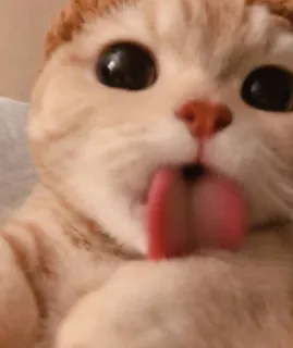 😺 gato, lambendo, fofo, animal whatsapp sticker
