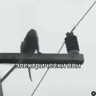 ⚡️ електрически пон monkey, power lines, electrical, animal, danger, electricity, wires whatsapp sticker
