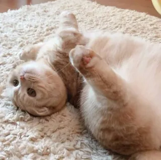 😺 gato, fofo, animal, animal de estimação, doméstico whatsapp sticker
