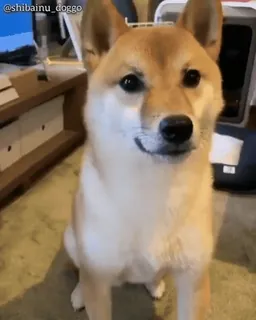 🦖 shibainu_doggo chien, shiba inu, animal, mignon, animal de compagnie, toutou telegram sticker