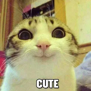 👍 CUTE gato, lindo, adorable, animal, gatito telegram sticker