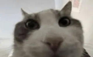 😶 cat whatsapp sticker