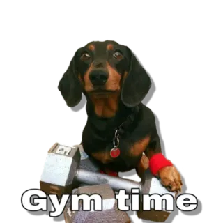 🏋‍♀️ Gym time dog, gym, weightlifting, fitness, dachshund whatsapp sticker