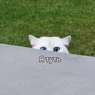 🙄 Я туть 猫, 可愛い, 動物, ミーム, ロシア, 覗く, 覗き見 telegram sticker