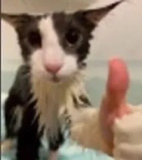 👍 chat, chaton, pouce levé, approbation, chat mouillé, mignon, animal telegram sticker
