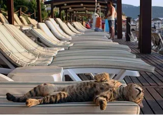 💤 cat, sunbathing, lounger, relaxation, animal, feline, beach telegram sticker