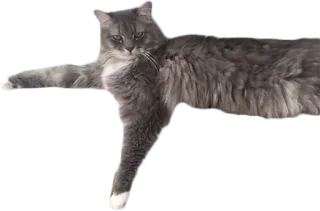 👈 cat, gray cat, domestic cat, animal, pet telegram sticker