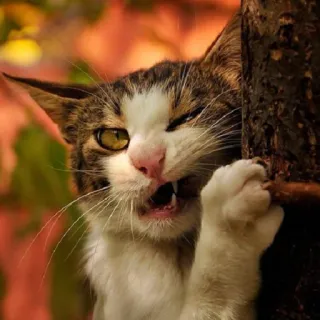 😠 gatto, animale, animale domestico, carino, giocoso, felino telegram sticker