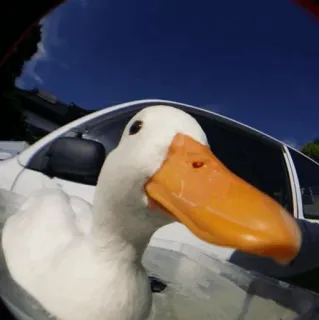 🤓 pato, pássaro, branco, animal, carro telegram sticker