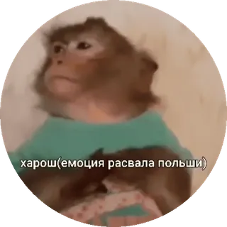 🌟 харош(эмоция расвала польши) Affe, Emotionen, Slawisch, Tier, Aufkleber telegram sticker