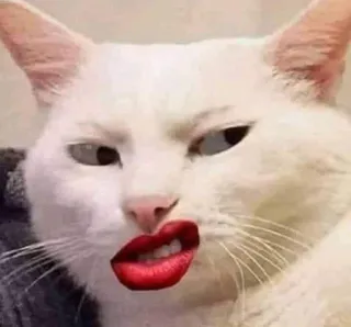 😾 кошка, губы, макияж, животное, питомец, мем whatsapp sticker