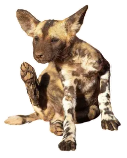 🤔 Likaon pstry, Pies, Zwierzę, Dzikie zwierzęta, Psowate, Ssaki, Pies malowany, Natura telegram sticker