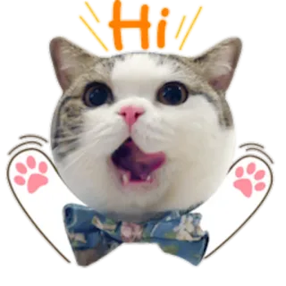 👋 Hi cat, animal, cute, greeting, hello, bow tie telegram sticker
