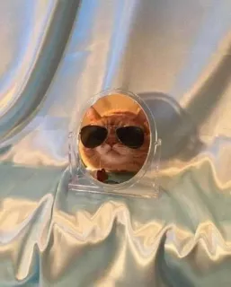 😎 kot, okulary przeciwsłoneczne, lustro, zwierzę domowe, zwierzę, fajny, rudy pręgowany kot telegram sticker