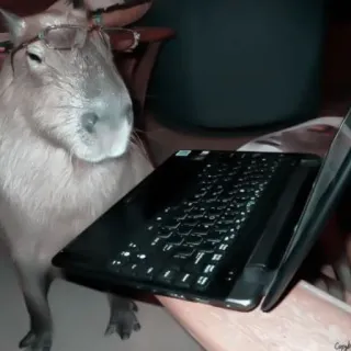 🪵 capivara, óculos, laptop, roedor, animal, computador telegram sticker