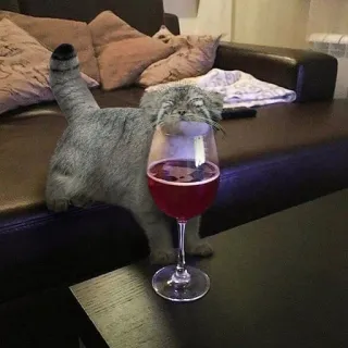 🍷 Katze, Wein, Tier, Haustier, Glas, Getränk whatsapp sticker