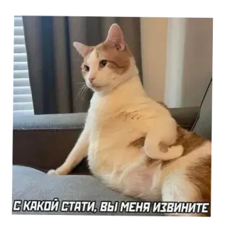 🤨 С КАКОЙ СТАТИ, ВЫ МЕНЯ ИЗВИНИТЕ chat, mème, russe, animal, drôle telegram sticker