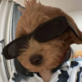 😎 perro, gafas de sol, filtro, cara, animal, retrato telegram sticker