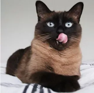 🤤 кот, сиамский, питомец, животное, язык, лижет telegram sticker
