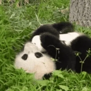 🐼 Panda, Lucu, Binatang, Rumput, Santai whatsapp sticker
