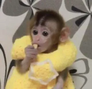 🙈 monkey, animal, cute, yellow, eating telegram sticker