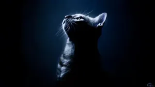 😭 gato, animal, silhueta, noite, escuro, animal de estimação telegram sticker