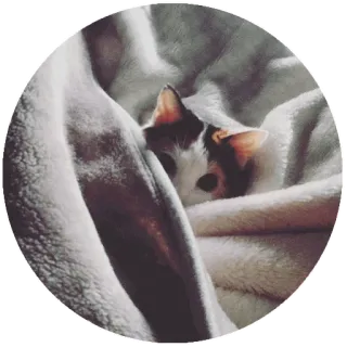 😨 gato, animal, manta, lindo, mascota, animal doméstico telegram sticker