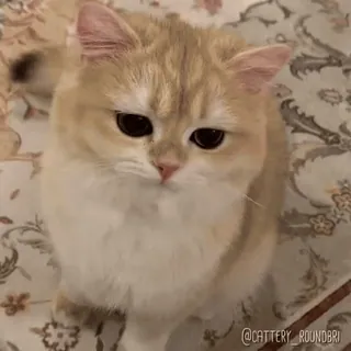 🌟 @CATTERY_ROUNDBRI cat, cute, pet, animal, kitten, roundbri, golden, eyes telegram sticker