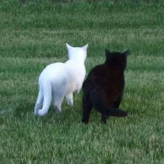 🚶 chats, chat blanc, chat noir, herbe telegram sticker
