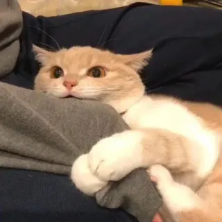 😾 猫, 動物, ペット, かわいい, 飼い猫, ネコ科 telegram sticker