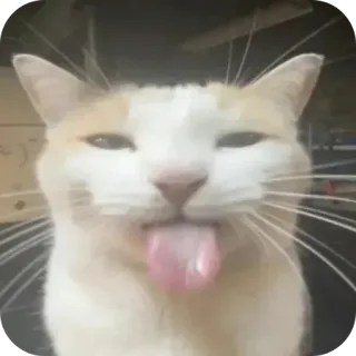 😛 gatto, lingua, animale, animale domestico telegram sticker