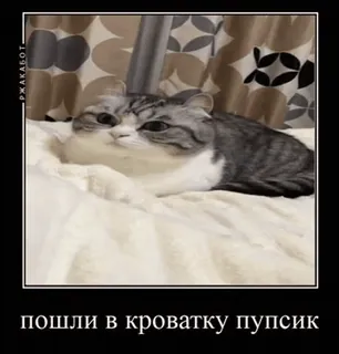 🐱 пошли в кроватку пупсик gatto, carino, animale, animale domestico, letto telegram sticker