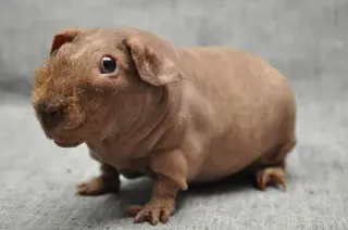 😚 Cavia, Cavia senza pelo, Skinny pig, Animale, Animale domestico, Roditore whatsapp sticker