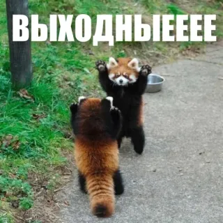 🥳 ВЫХОДНЫЕЕЕЕ red panda, weekend, celebration, joy, animal, cute telegram sticker