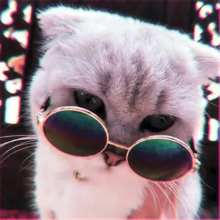 🍓 gato, gafas de sol, animal, mascota, guay, moda, estilo telegram sticker