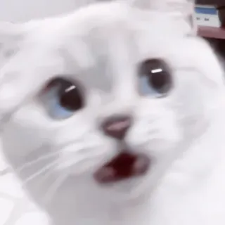 🐈 kot, kociak, zwierzę domowe, słodki, zwierzę, domowy, biały kot, zszokowany telegram sticker