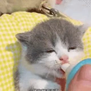 🎈 子猫, 動物の赤ちゃん, 猫, ペット, かわいい, 動物 telegram sticker