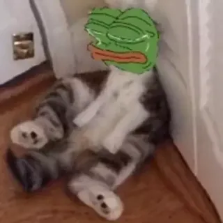 📎 Pepe the Frog gato, Pepe, rana, meme, triste whatsapp sticker