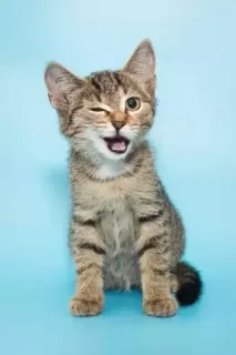 😉 gatinho, gato, piscadela, animal de estimação, animal, fofo, tigrado telegram sticker
