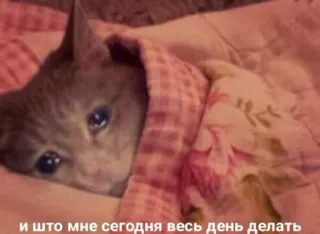 😥 и што мне сегодня весь день делать telegram sticker