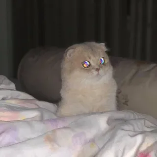 👁 Katze, Haustier, Tier, süß, zahm, Bett, Schottische Faltohrkatze whatsapp sticker