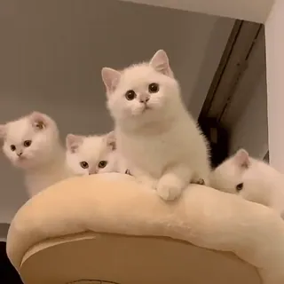 😺 猫, 猫, 小猫, 小猫, 白色, 可爱 telegram sticker