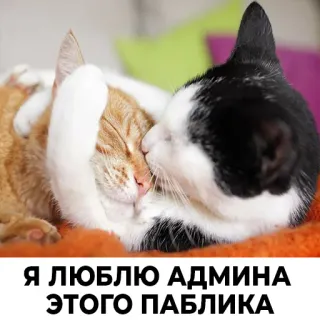 ❤️ Я ЛЮБЛЮ АДМИНА ЭТОГО ПАБЛИКА chats, amour, animaux, affection, texte russe telegram sticker