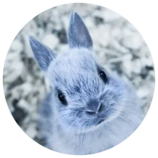 🇪🇺 bunny, rabbit, animal, cute, pet telegram sticker