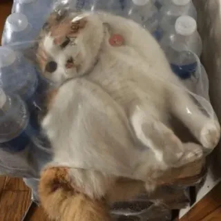 🤕 猫, 水筒, ラップ, 動物, 家畜, ペット telegram sticker