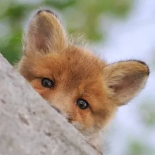 👀 fox, animal, cute, wildlife, nature telegram sticker