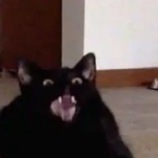 😱 gatto, gatto nero, meme, arrabbiato, urlare, animale telegram sticker